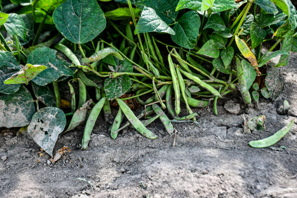 green bean plants in soil