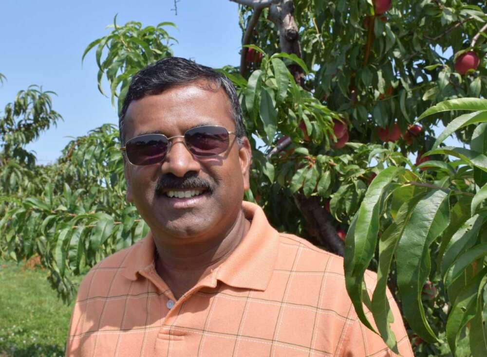 a person in sunglasses smiles while standing near peach trees on a sunny day