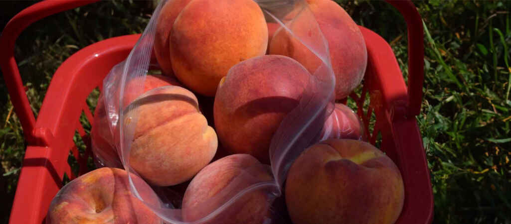 Why Prices for Peaches and Other Fruit Could Soar Next Year