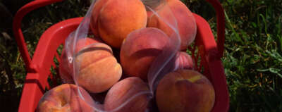 U of G Researcher Developing Earlier, Tastier Ontario Peaches