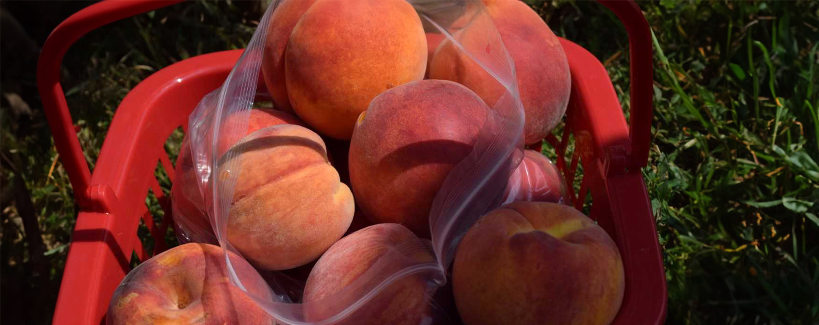Eight ripe peaches in a plastic basket one the grass
