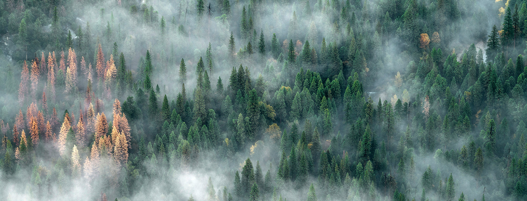 aerial view of a pine forest and heavy smoke