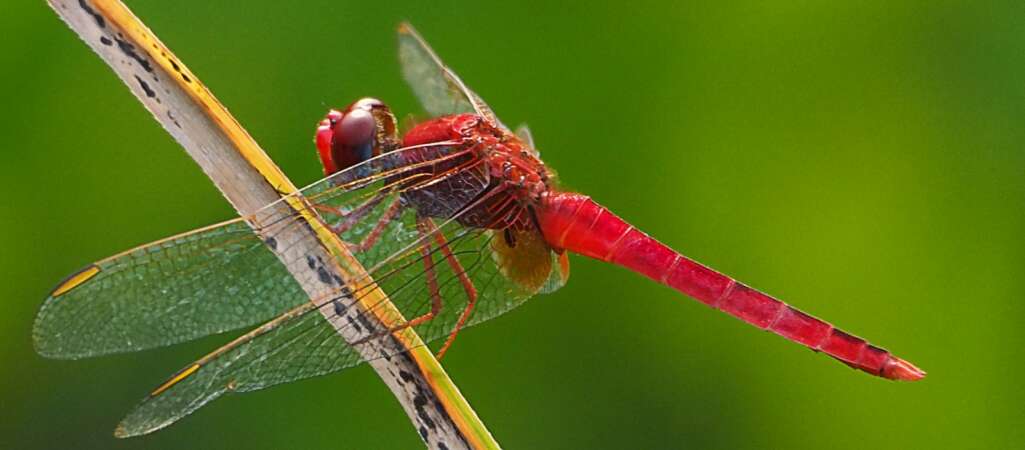 New Research Estimates 20M Insect Species on Earth — Doubling Those Facing Extinction | OPINION