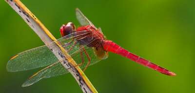 New Research Estimates 20M Insect Species on Earth — Doubling Those Facing Extinction | OPINION