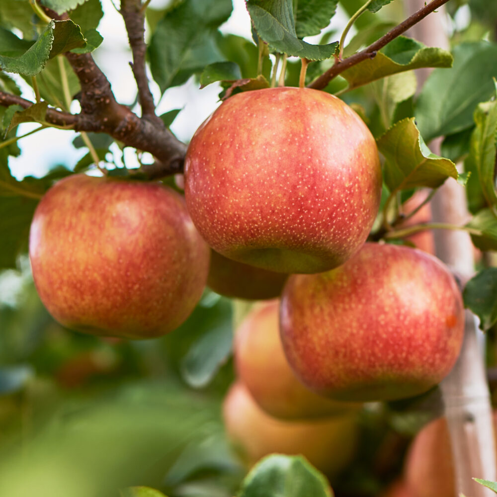 A handful of apples hang from the arm of a tree.