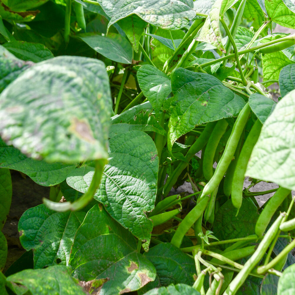 green plants with beans