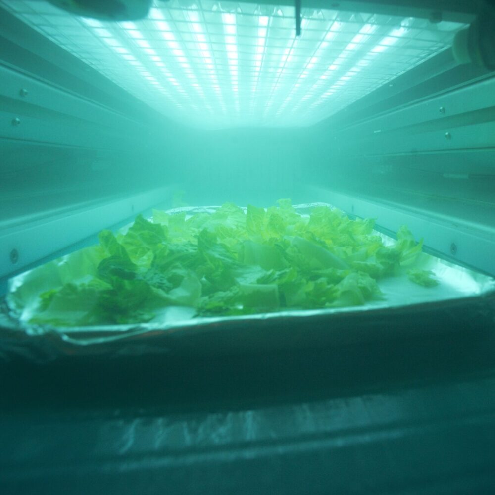A tray of chopped lettuce inside a Clean Flow machine is bathed in a glowing blue-green light. The image is taken from within the machine, showing the lettuce under a grid of illuminated panels, part of a decontamination or sanitation process in a lab setting.