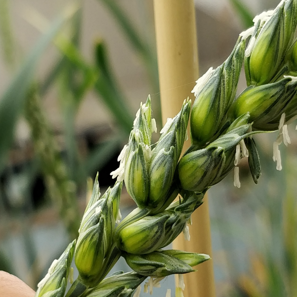 Close-up of wheat kernels