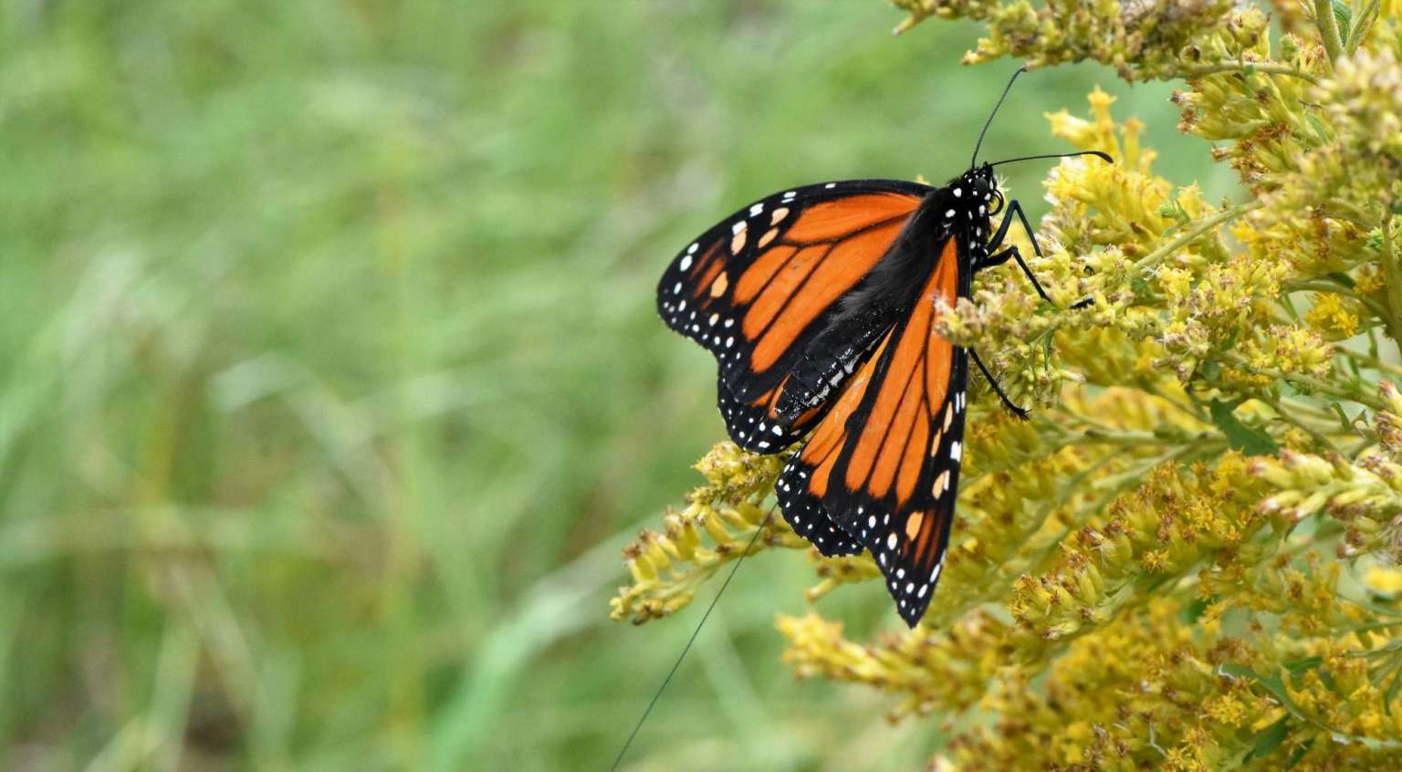A closeup of a monarch butterfly witting on a yellow plant