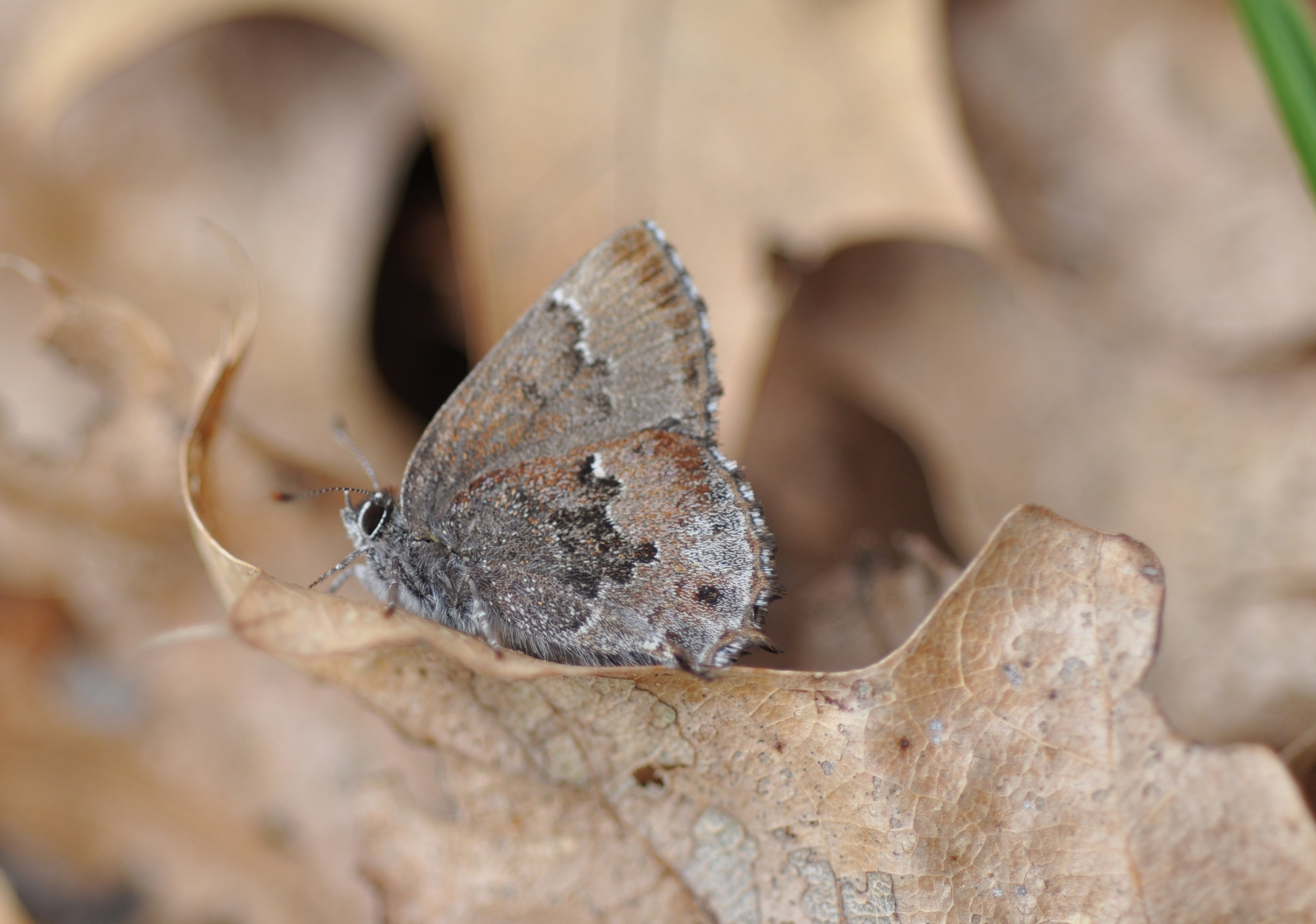 small, brown and grey butterfly on a dead leaf