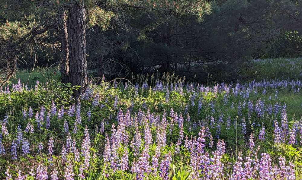 a field of many tall purple flowers in a field
