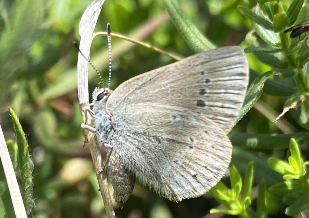 a light gray and hairy butterfly among a green bush