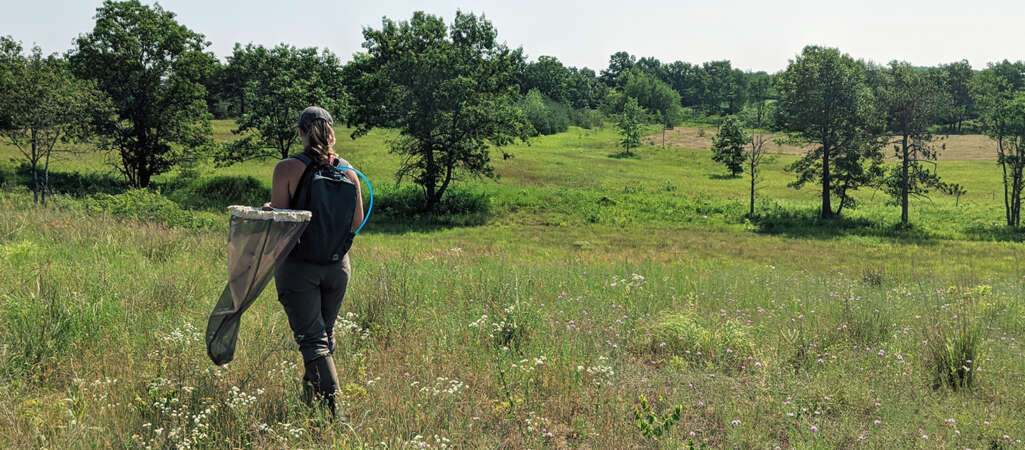 U of G Leads National Project To Bring Endangered Butterflies Back From Brink 