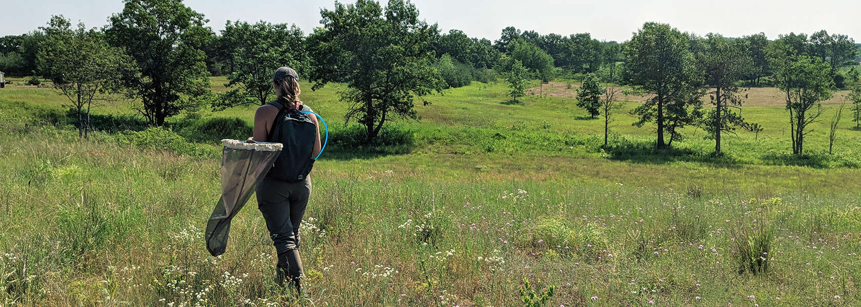 a person holding a large butterfly net walks through a field of wildflowers