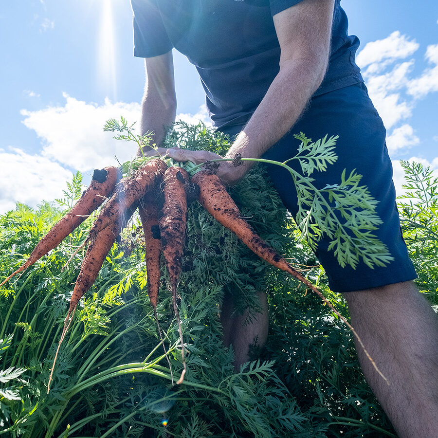 Hands yank up soil-covered carrots from a field on a sunny day
