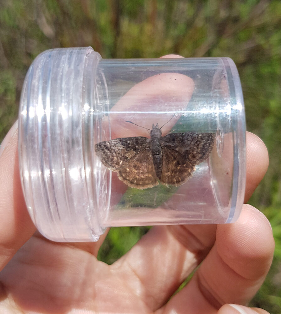 closeup of a brown butterfly in a clear sample jar